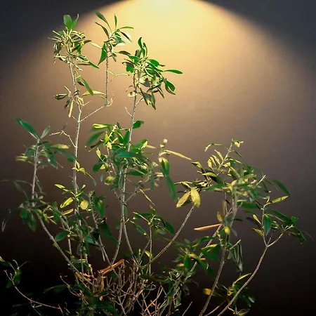 Ibis Centre Hotel Pau