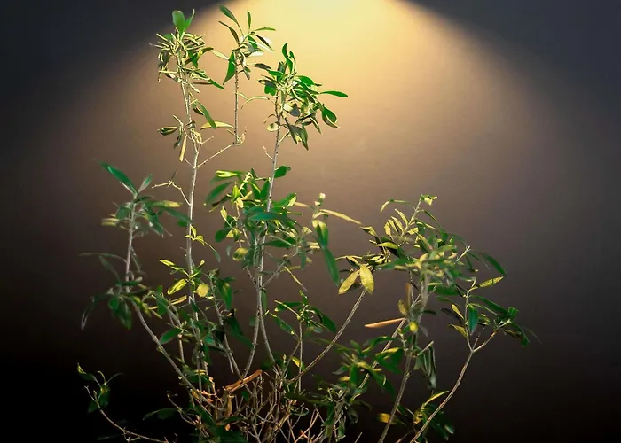 Ibis Centre Отель По